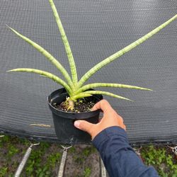 Finger Plant/ Snake Plant