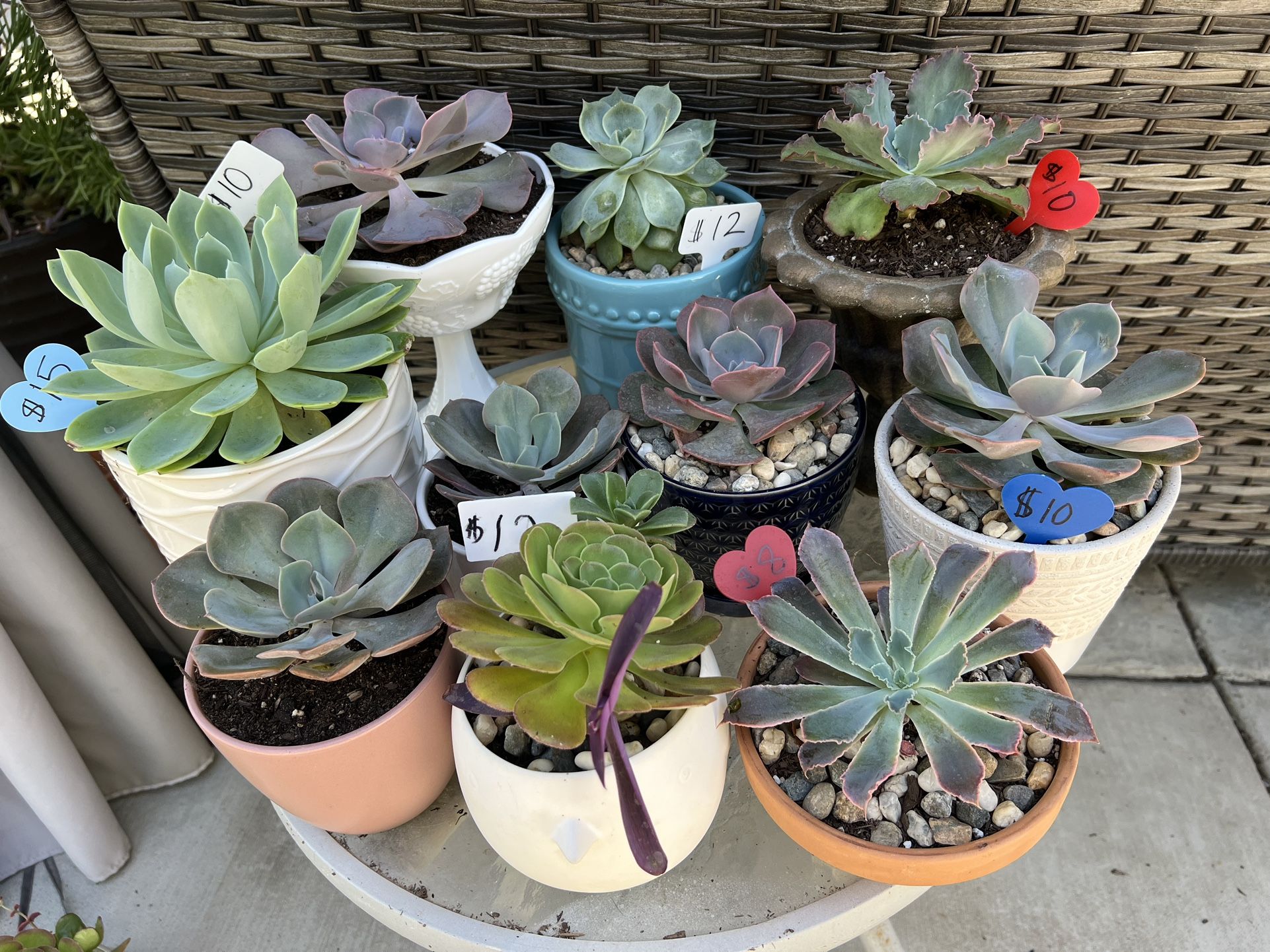 Many Beautiful Succulents