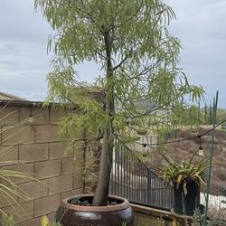 Huge 8ft Queensland Bottle Tree in Massive 33" Glazed Ceramic Pot