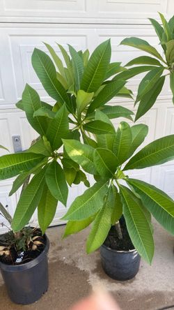 Plumeria