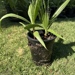 Mexican Fan Palm 1gl