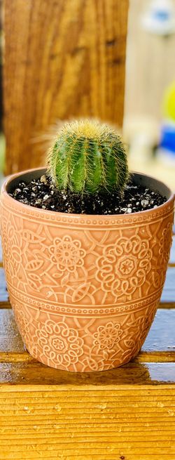 Live indoor Ballon cactus 🌵 house plant in a textured ceramic planter flower pot—firm price
