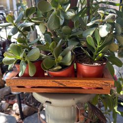 Jade Plants 4inpot