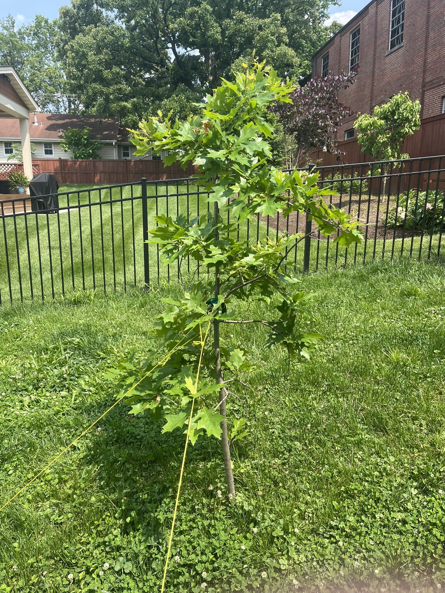 Oak Tree