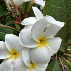 Plumeria plants
