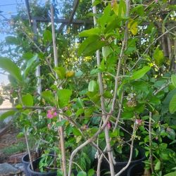 Air Layering Barbados Cherry Plant 