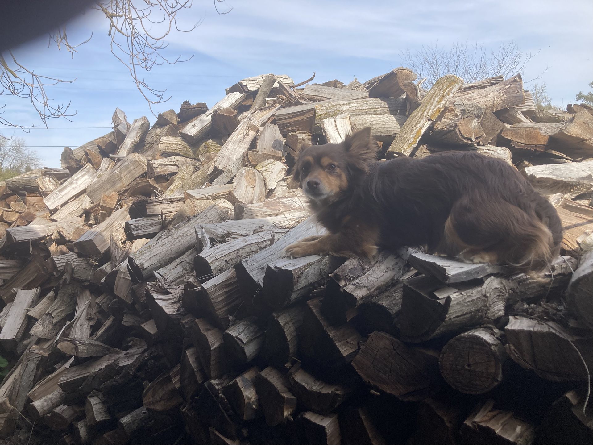 FIREWOOD