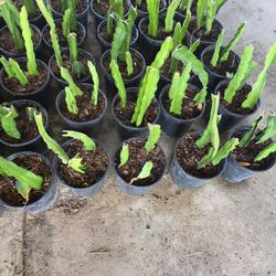 Fruit Dragon Red Cactus 1gallon 