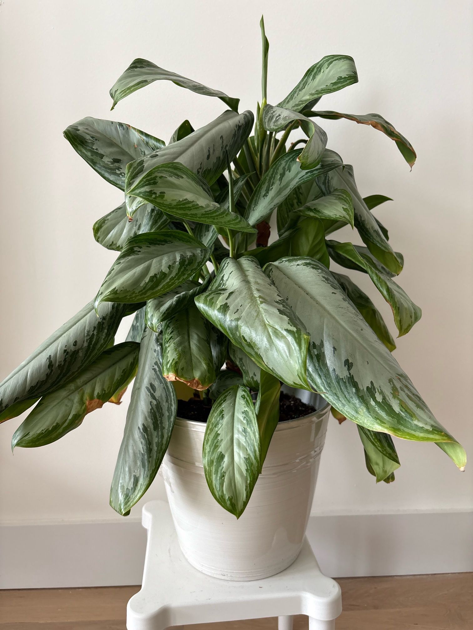 Indoor plants for sale - Chinese Evergreen