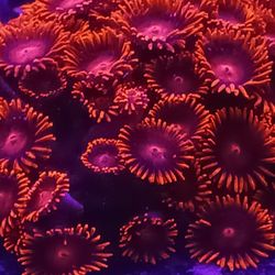 Ornamental Corals For Sale In Lake Worth Beach F.L 