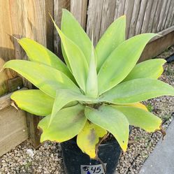 Agaves attenuata / Foxtail/ drought tolerant plants