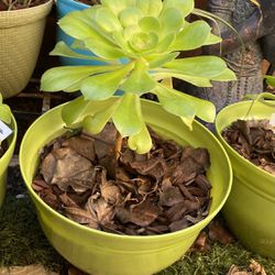 Potted Plants / Succulents, Flowers Sago 4-Sale