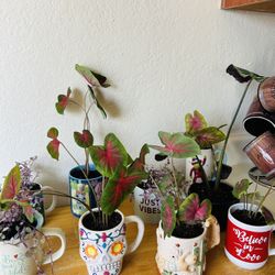 Plants For Sale 8 Each 