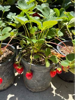 ORGANIC STRAWBERRY 🍓 PLANTS 甜甜的草莓🍓