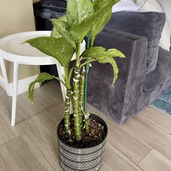 Dieffenbachia seguine Real Plant In black planter pot 
