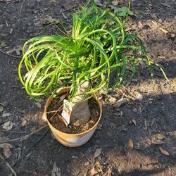Ponytail Palm Beaucarnea Plant 