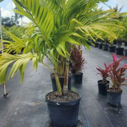 Christmas Palms  Adonidias!!! 6 Feet Tall! Fertilized 