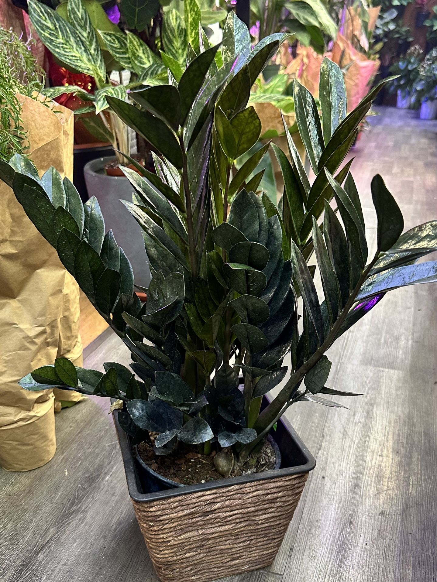 Big And Tall Black Raven  Zz Plant In 10” Pot cây kim tiền