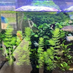 Aquatic Hornwart Clippings 