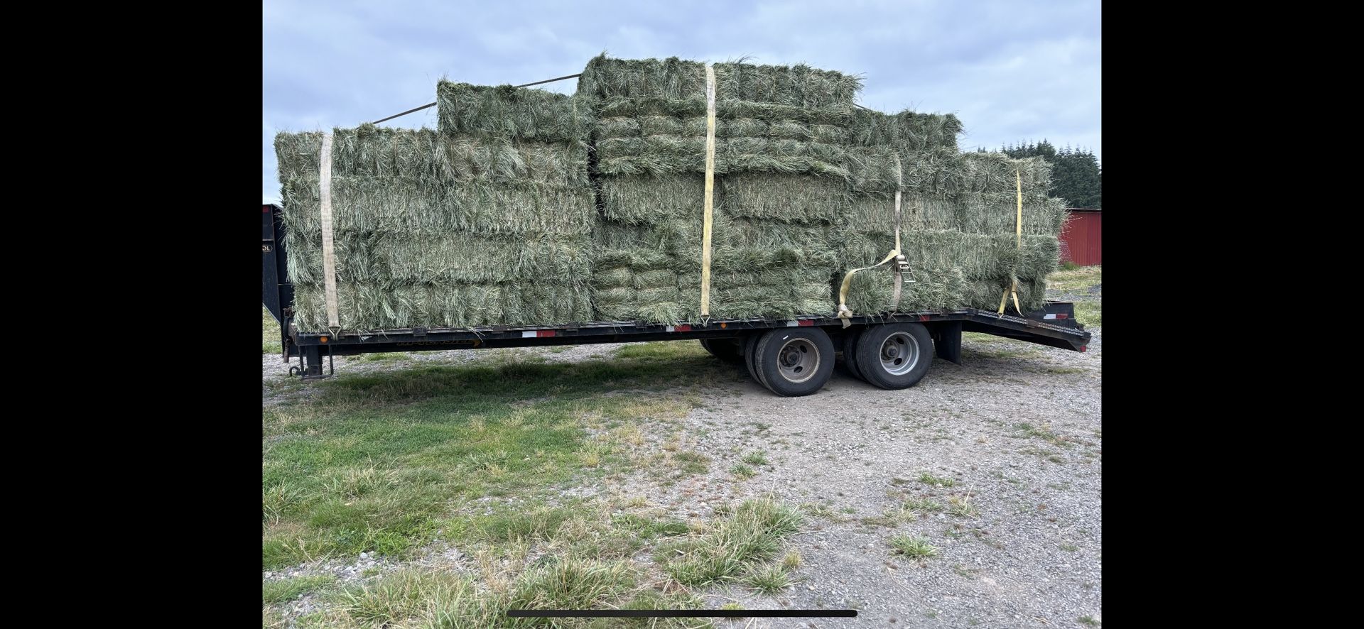 Orchard Grass Hay From Oregon