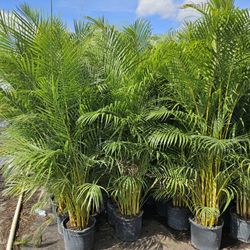 Arecas over 6/7 feet tall insta privacy hedge for fence 