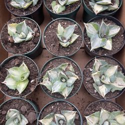  Variegated Two Inches Agave Plants 🪴 