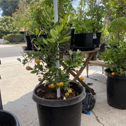 Asian Kumquat Plant For Sale