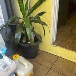 Plant 