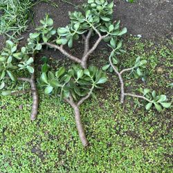 Jade Plants Free 