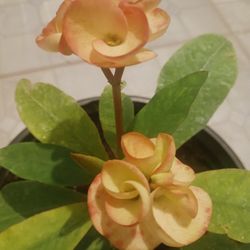 Corona De Cristo  Flor Grande 