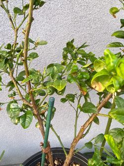 Lime tree