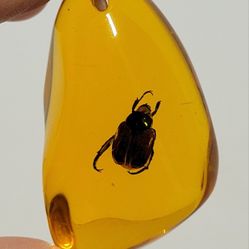 Brand New 2.5" Flower Chafer Scarabaeidae Beetle Amber-color Resin Pendant Only NO NECKLACE INCLUDED. The image shows a beetle, likely a Flower Chafer