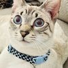 Check out my other items!