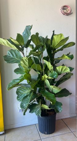 Large Fiddle Leaf Fig Tree