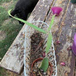 Dragon Fruit  Plant