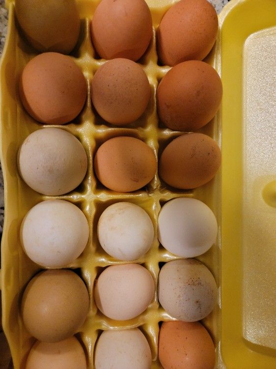 Fresh Eggs