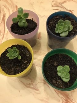 Beautiful succulents