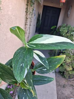 Monstera Standleyana Albo Variegated Plant $28
