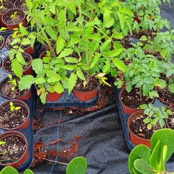 300 tomatoes and bell pepper 4inch pots $1.00 EACH