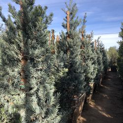 Icee Blue Podocarpus , Yellow-Wood Podocarps elongatus ‘Monmal’, Hedge And Privacy 24” Box