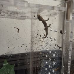 Mourning Gecko With Cage