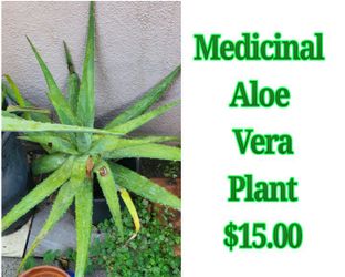 Medicinal Aloe Vera Plants