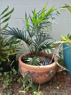 Palm IN  Pot 