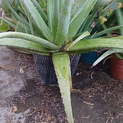 Alovera Plant 
