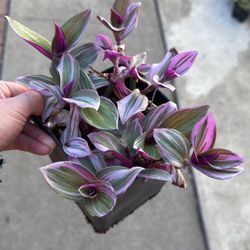 Tradescantia Nanouk Plant Succulent Plants 6” Pot