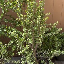 Elephant Bush