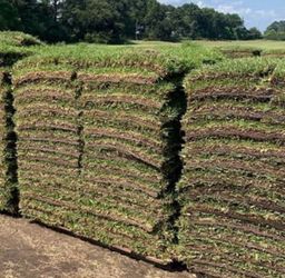 Fresh Pallets Of St Augustine Sod