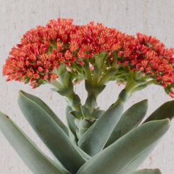 succulent airplane plant