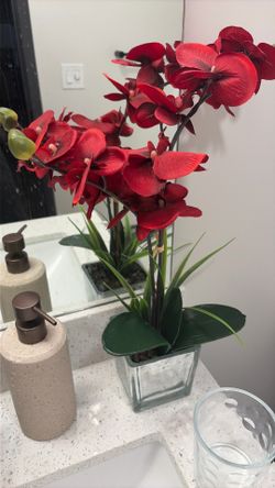 Orchid
