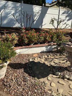 5 5-gallon crown of thorns extra large corona de cristo red flower